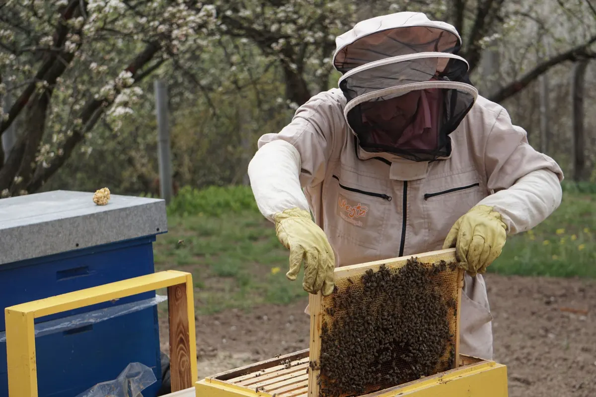 Beekeeping for Absolute Beginners: Your First Year Month by Month